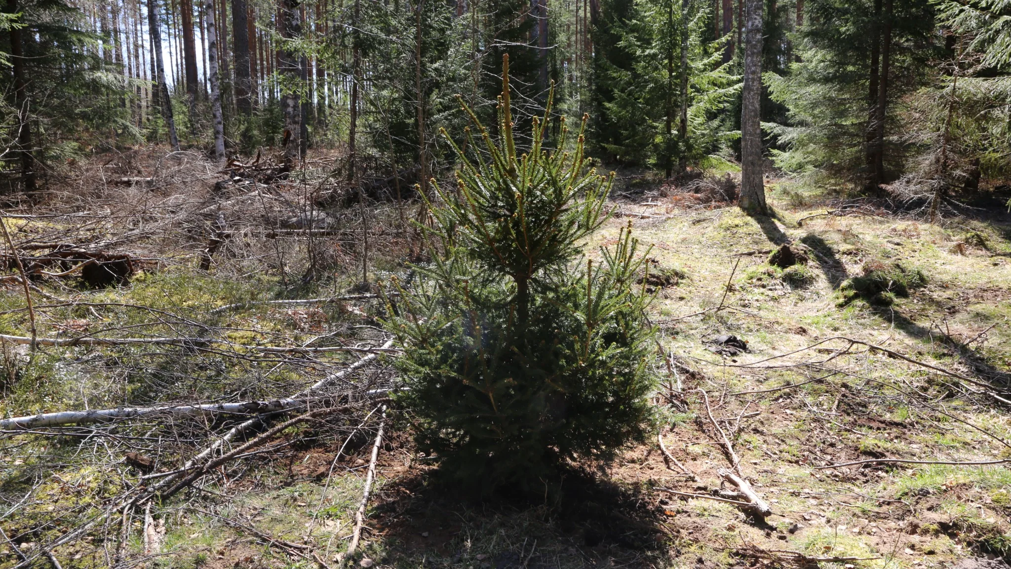 Tree replanted in Sweden