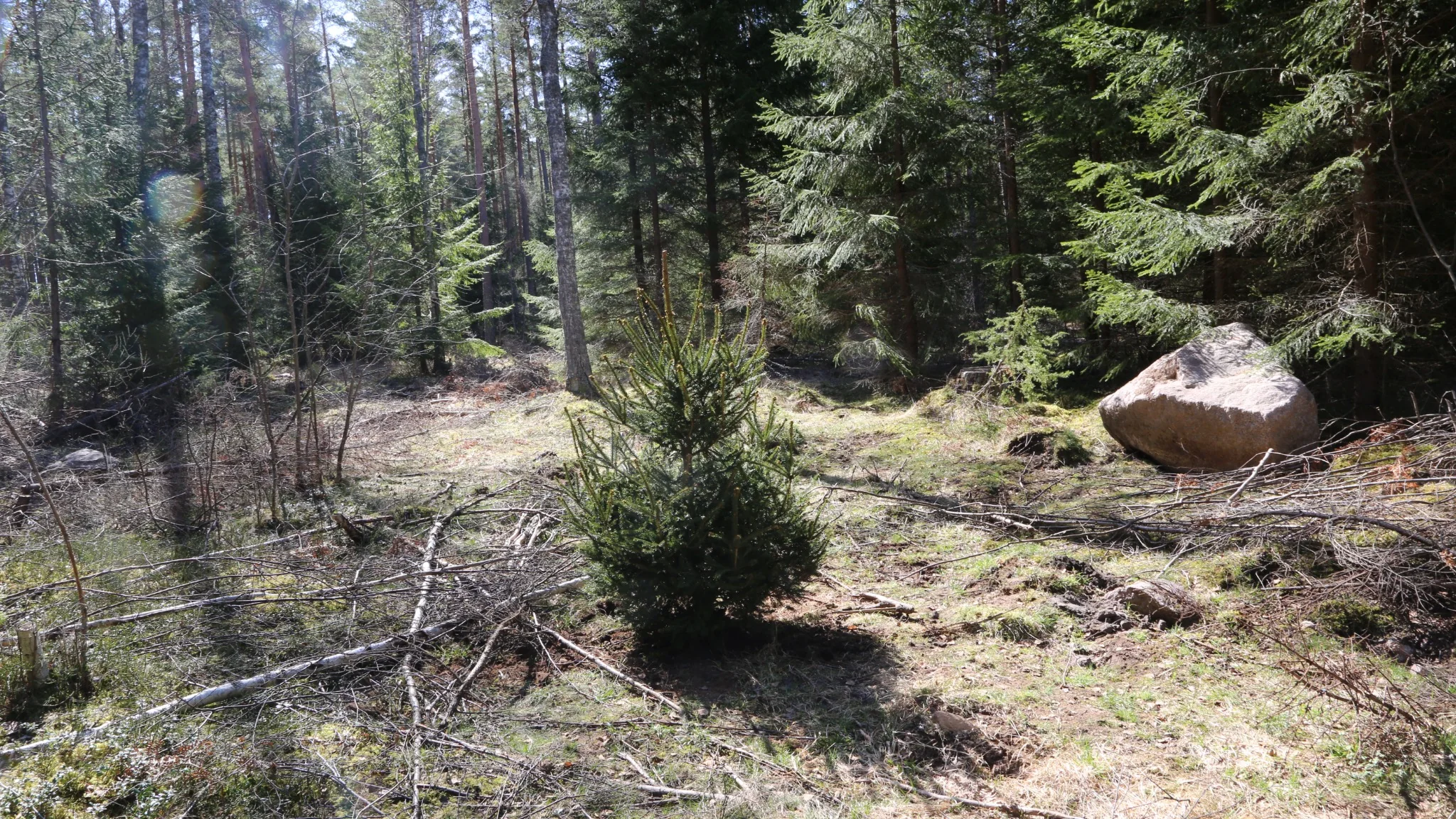 Colapse — tree replanted in Sweden