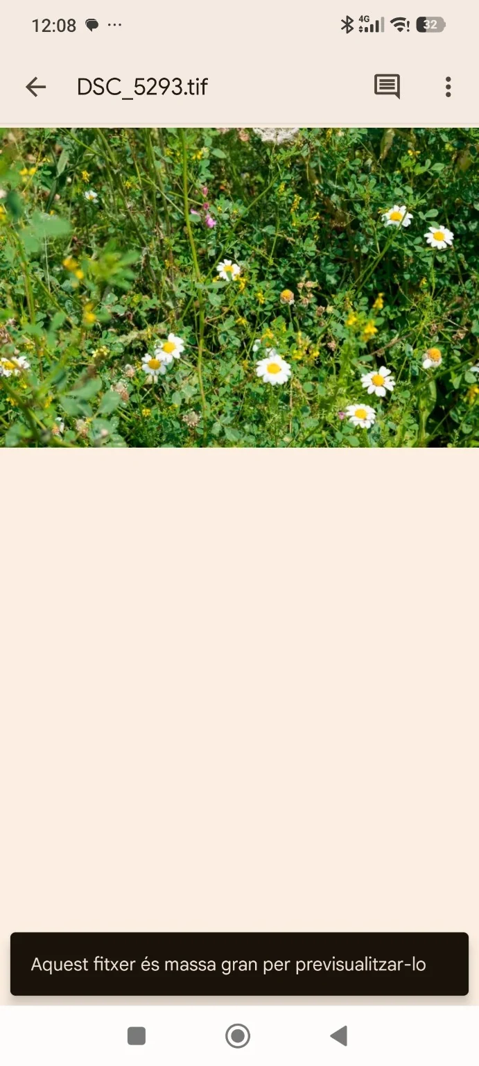Flowering detail.