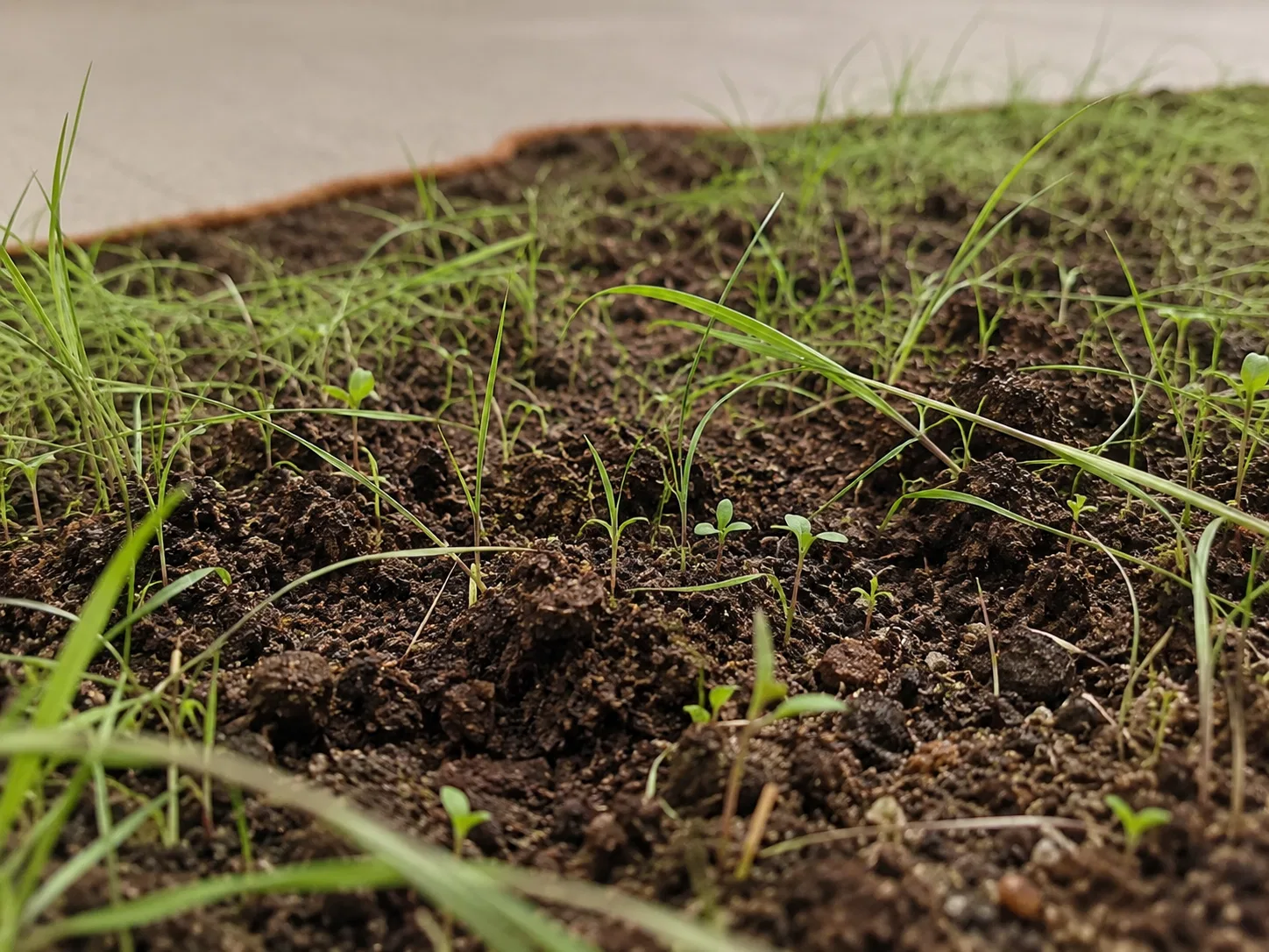 Close view of germination. Visualisation based on the documented planting.