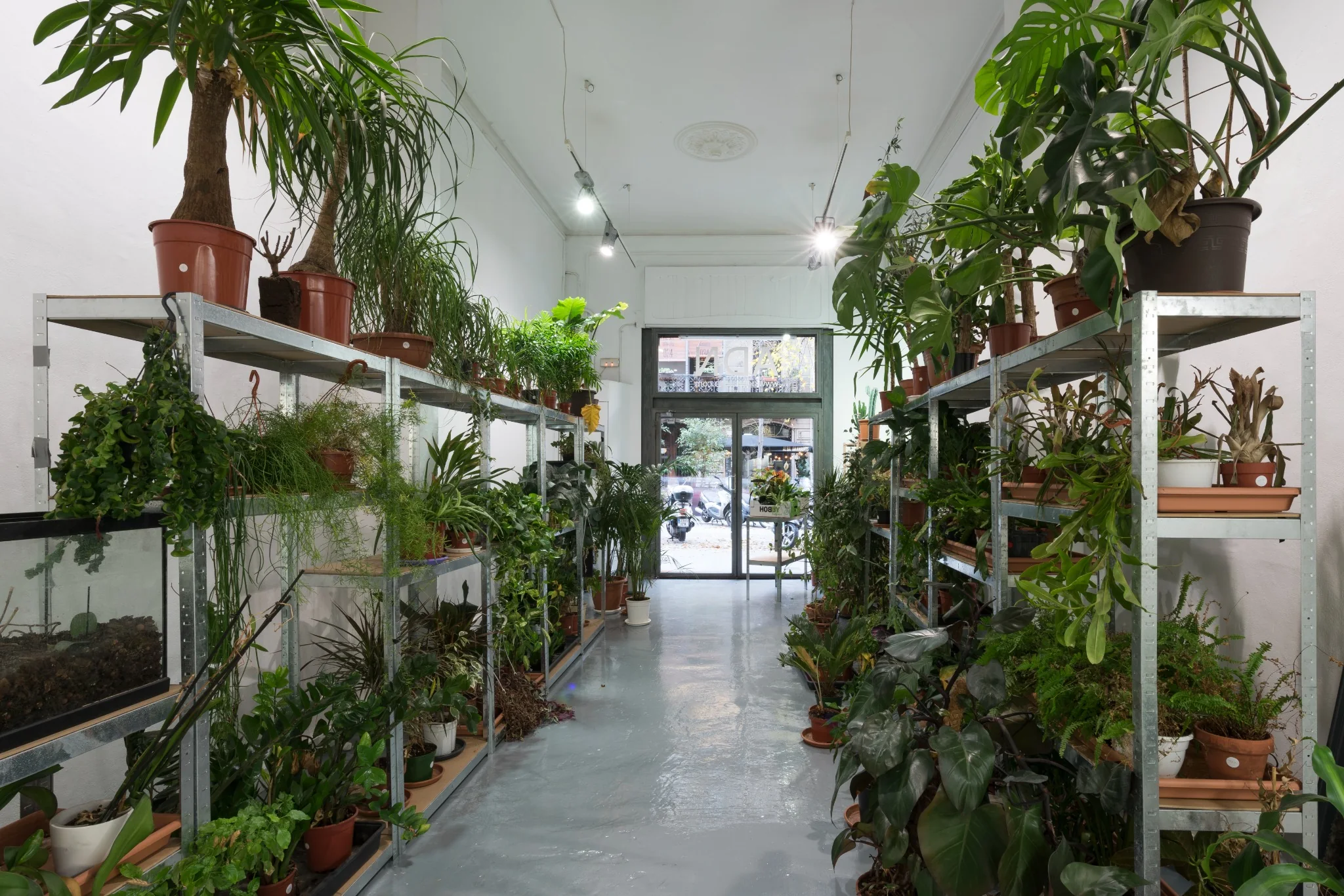 ADN Galeria