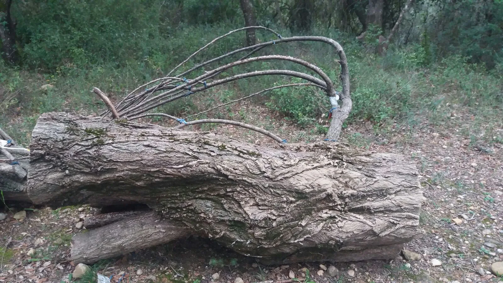3. La Garrotxa — Back to the landscape (October 2016)