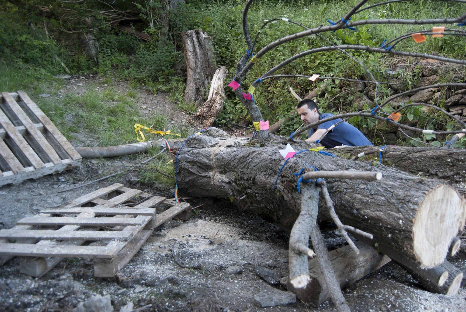 Llessui — tree measurement and cutting process