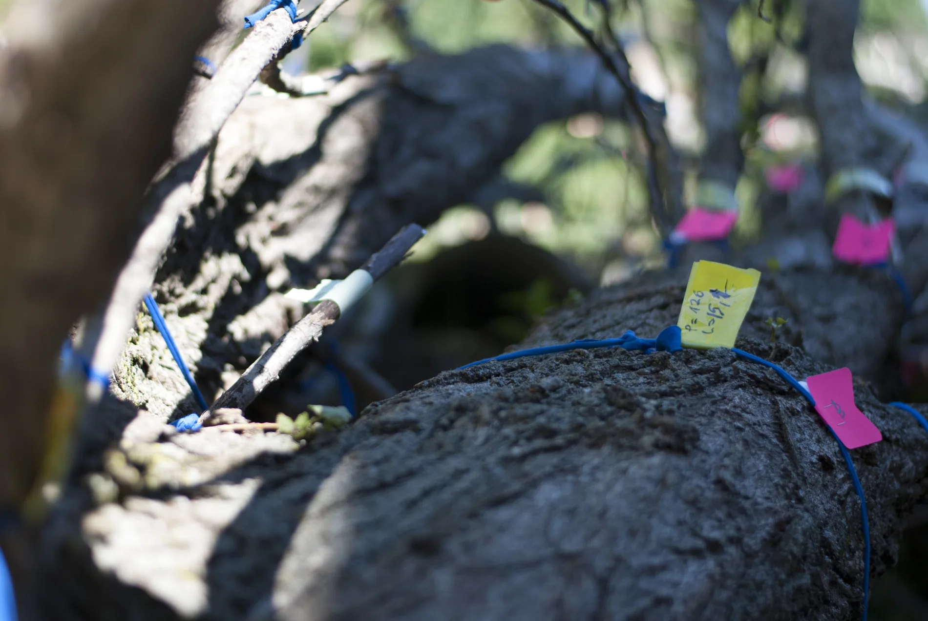 1. Llessui — Measuring the tree (2015)