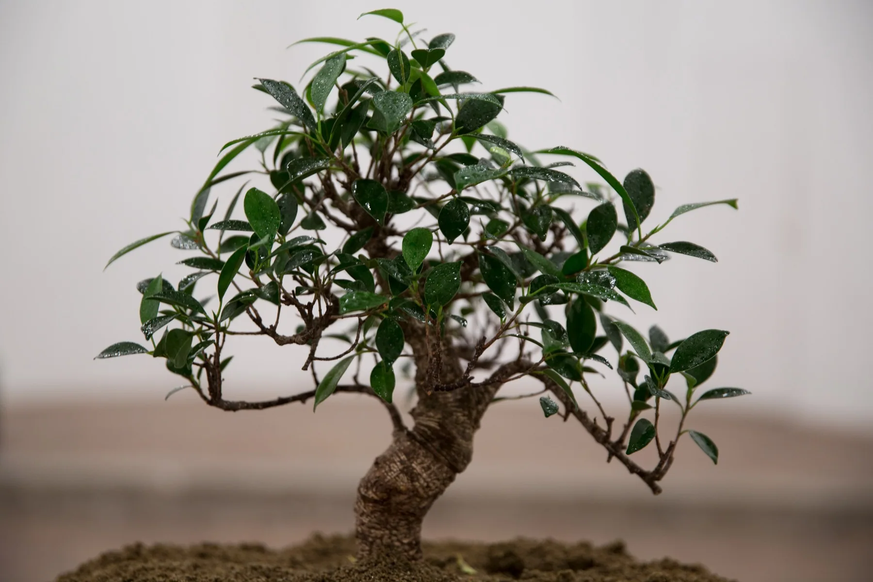 Bonsai, detail