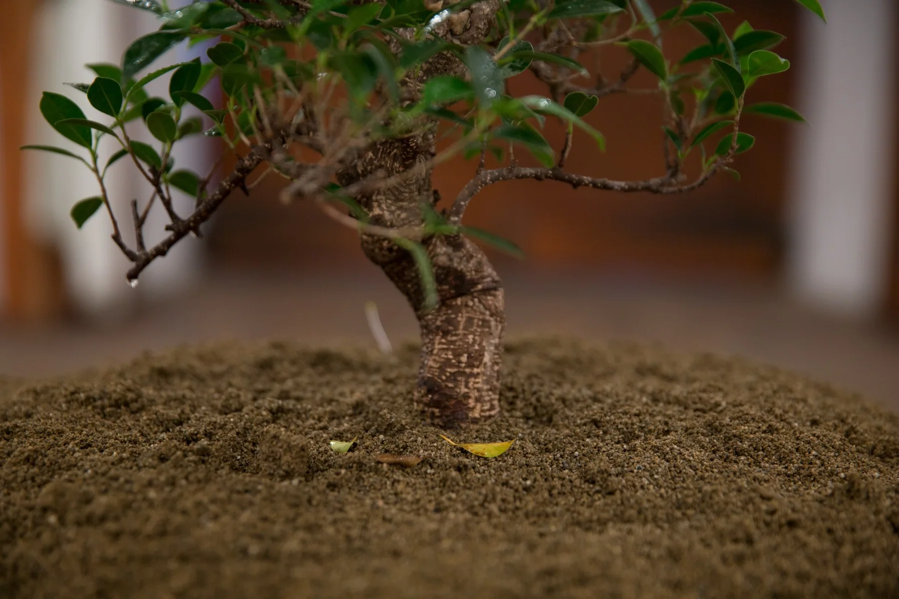 Trunk and soil, detail